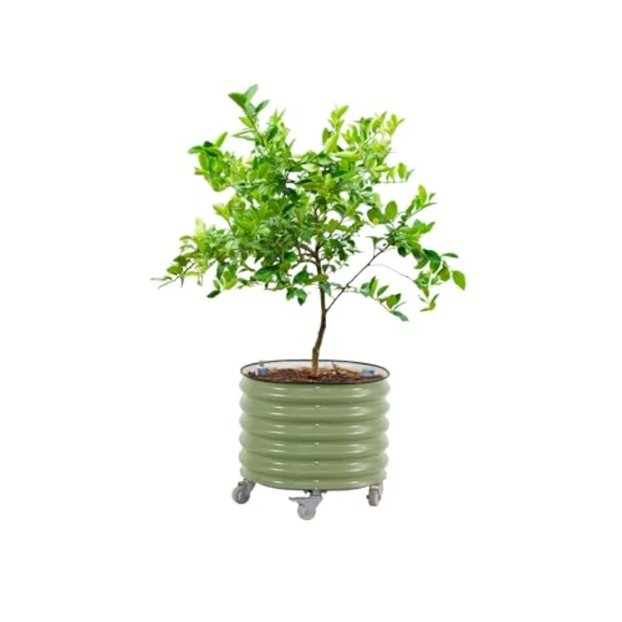 Self-Watering Planter - 「ローリング・シトラス・ツリー・プランター Gen 3」：自動給水機能付き、幅24インチの大型円形プランター。レモン、トマト、花などを植えるのに最適。高床式ガーデンにも。